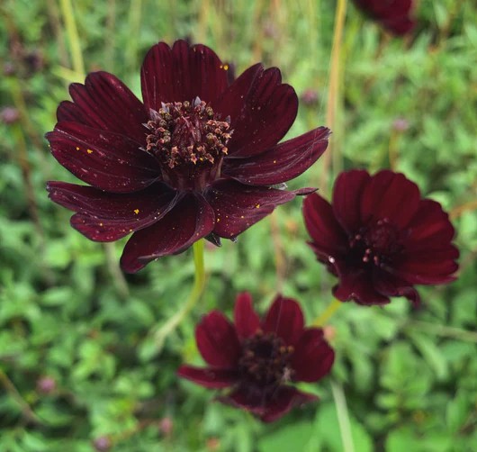 chocolatecosmos_530x Kosmėja šokoladinė "Chocolate" (Cosmos atrosanguineus "Chocolate")