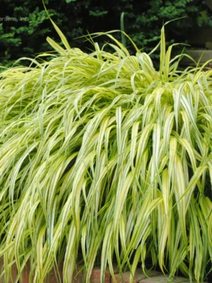 Hakonė didžioji "Aureola" (Hakonechloa macra "Aureola")