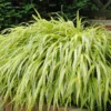 Hakonė didžioji "Aureola" (Hakonechloa macra "Aureola")