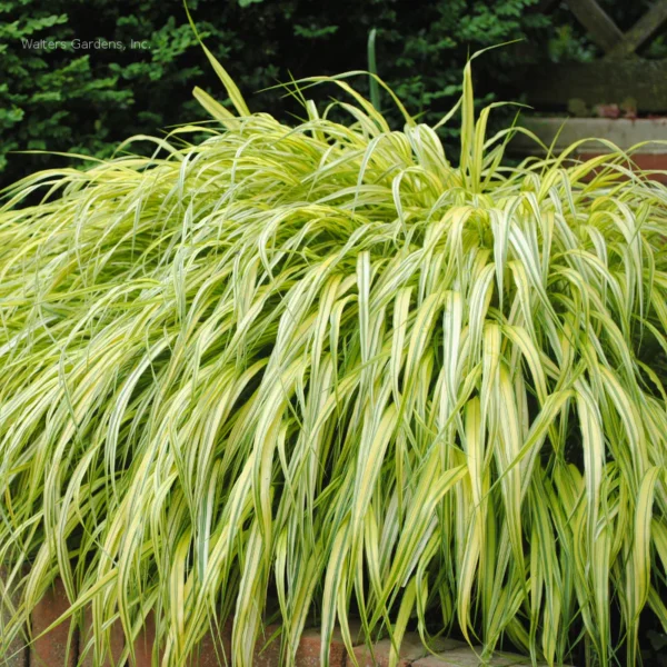 Hakonė didžioji "Aureola" (Hakonechloa macra "Aureola")
