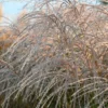 Miskantas kininis „Silver Charm” (Miscanthus sinensis „Silver Charm”)