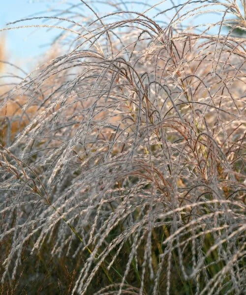 Miskantas kininis „Silver Charm” (Miscanthus sinensis „Silver Charm”)