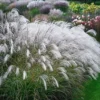 Miskantas kininis „Silver Charm” (Miscanthus sinensis „Silver Charm”)