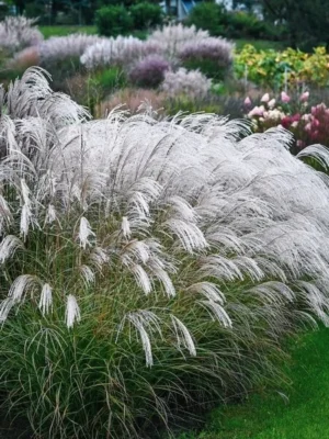 miscanthus-silver-charm Miskantas kininis „Silver Charm” (Miscanthus sinensis „Silver Charm”)
