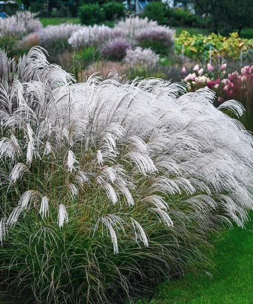 Miskantas kininis „Silver Charm” (Miscanthus sinensis „Silver Charm”)