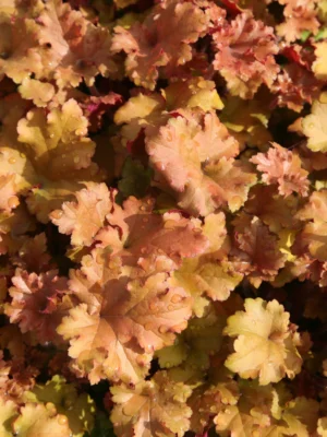 Alūne „Marmalade” (Heuchera „Marmalade”)