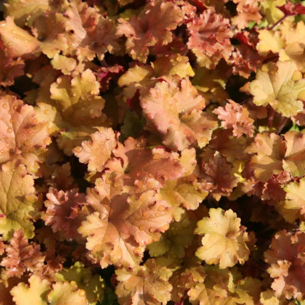 Alūne „Marmalade” (Heuchera „Marmalade”)