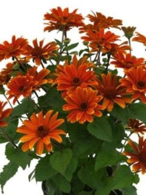 Saulakis šiurkštusis "Sole d Amore" (Heliopsis helianthoides "Sole d Amore")
