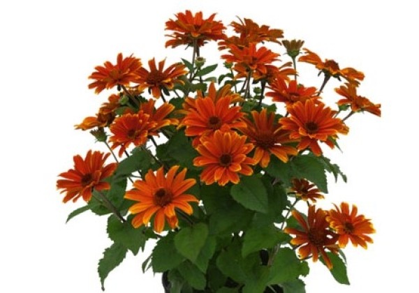 Saulakis šiurkštusis "Sole d Amore" (Heliopsis helianthoides "Sole d Amore")