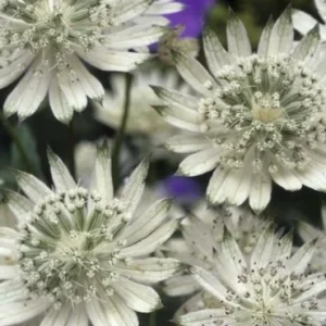 Astrancija „Snow Star” (Astrantia „Snow Star”)