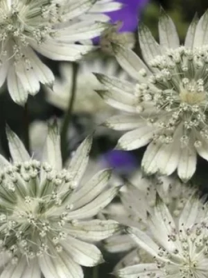 Astrancija „Snow Star” (Astrantia „Snow Star”)