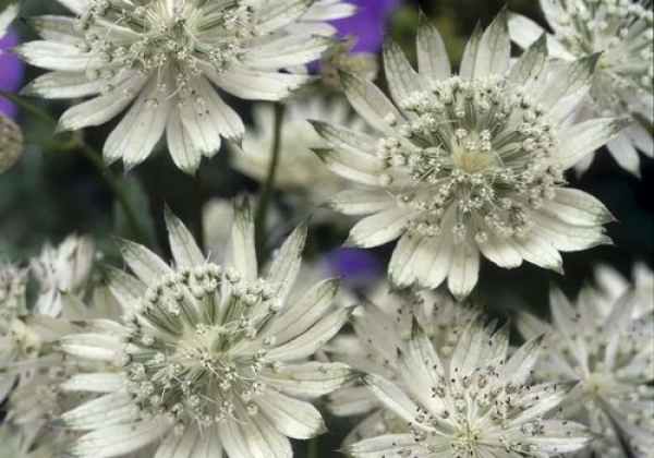 Astrancija „Snow Star” (Astrantia „Snow Star”)