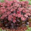 Šilokas "Black Knight" (Sedum "Black Knight")