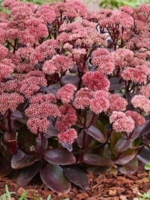 Šilokas "Black Knight" (Sedum "Black Knight")