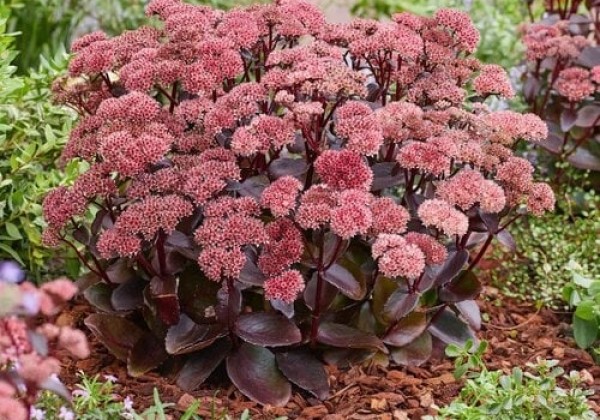 Šilokas "Black Knight" (Sedum "Black Knight")
