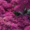 Šilokas "Mr. Goodbud" (Sedum "Mr. Goodbud")