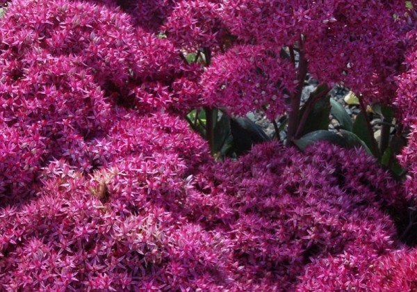Šilokas "Mr. Goodbud" (Sedum "Mr. Goodbud")