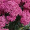 Šilokas "Mr. Goodbud" (Sedum "Mr. Goodbud")