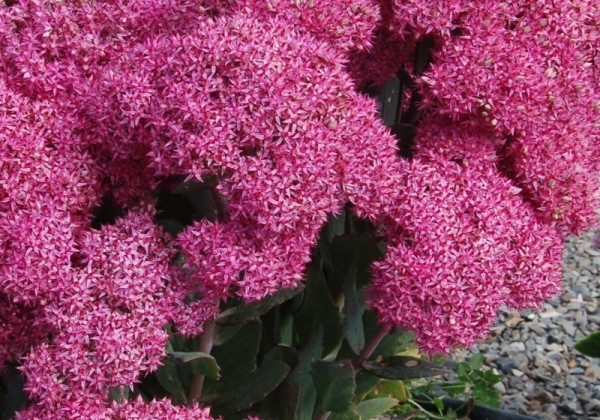 Šilokas "Mr. Goodbud" (Sedum "Mr. Goodbud")