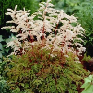 Arunkas "Horatio" (Aruncus diolcus "Horatio")