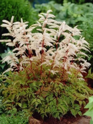 Arunkas "Horatio" (Aruncus diolcus "Horatio")