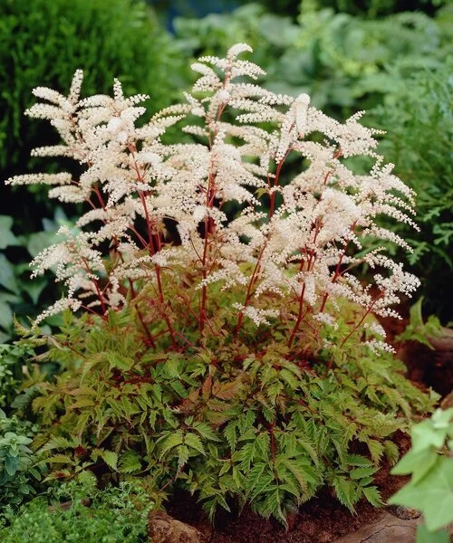 aruncus-horatio Arunkas "Horatio" (Aruncus diolcus "Horatio")