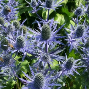 Zunda "Magical Blue Lagoon" (Eryngium planum "Magical Blue Lagoon")