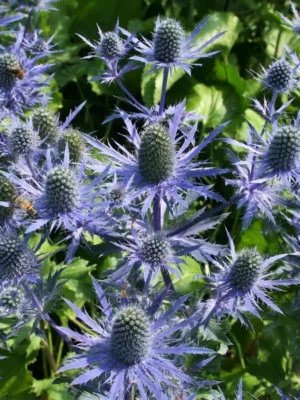 Zunda "Magical Blue Lagoon" (Eryngium planum "Magical Blue Lagoon")