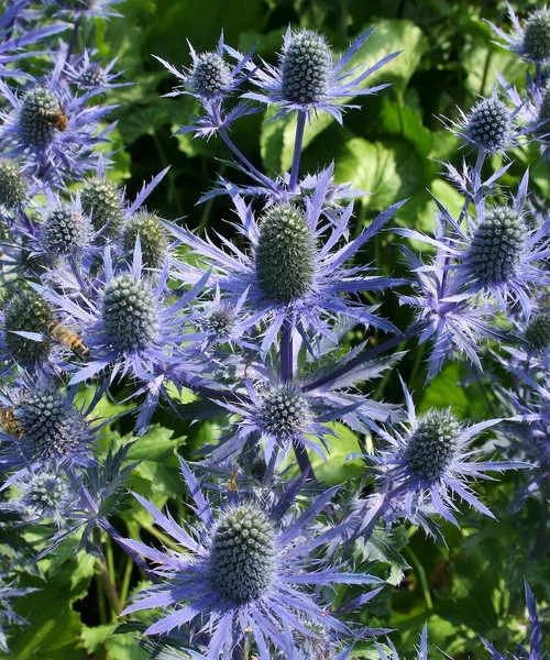 Zunda "Magical Blue Lagoon" (Eryngium planum "Magical Blue Lagoon")