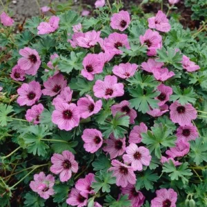 Snaputis „Balerina” (Geranium „Balerina”)