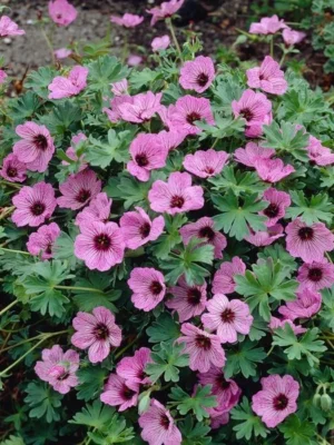 Snaputis „Balerina” (Geranium „Balerina”)