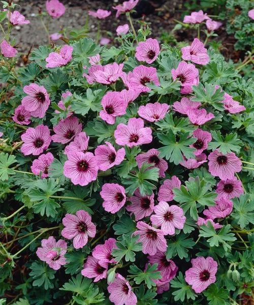 Snaputis „Balerina” (Geranium „Balerina”)