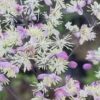 Vingiris „Elin” (Thalictrum „Elin”)