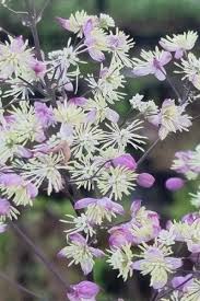 Vingiris „Elin” (Thalictrum „Elin”)
