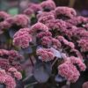 Šilokas "Black Knight" (Sedum "Black Knight")