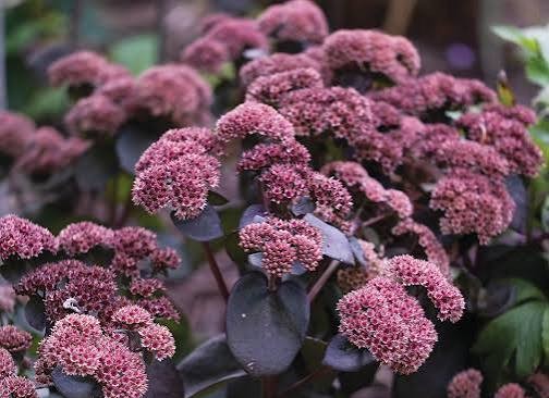 Šilokas "Black Knight" (Sedum "Black Knight")