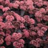 Šilokas "Black Knight" (Sedum "Black Knight")