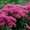 Šilokas "Mr. Goodbud" (Sedum "Mr. Goodbud")