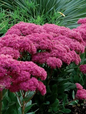 Šilokas "Mr. Goodbud" (Sedum "Mr. Goodbud")