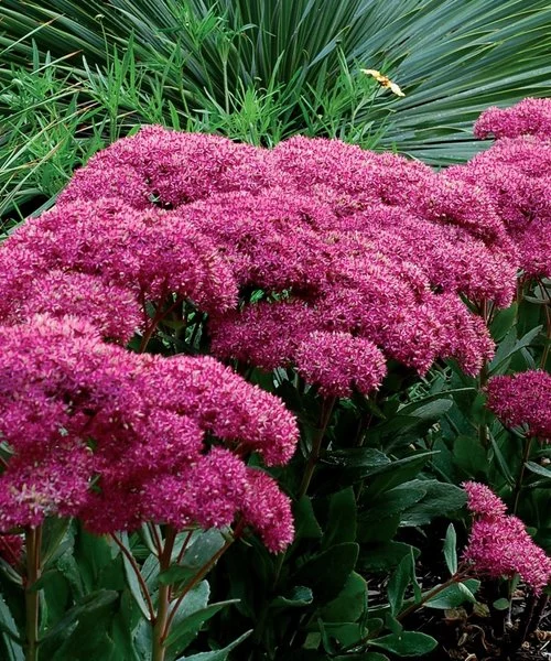 Šilokas "Mr. Goodbud" (Sedum "Mr. Goodbud")