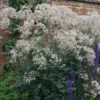 Vingiris „Elin” (Thalictrum „Elin”)