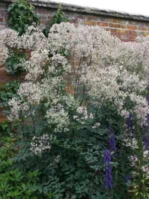 Vingiris „Elin” (Thalictrum „Elin”)