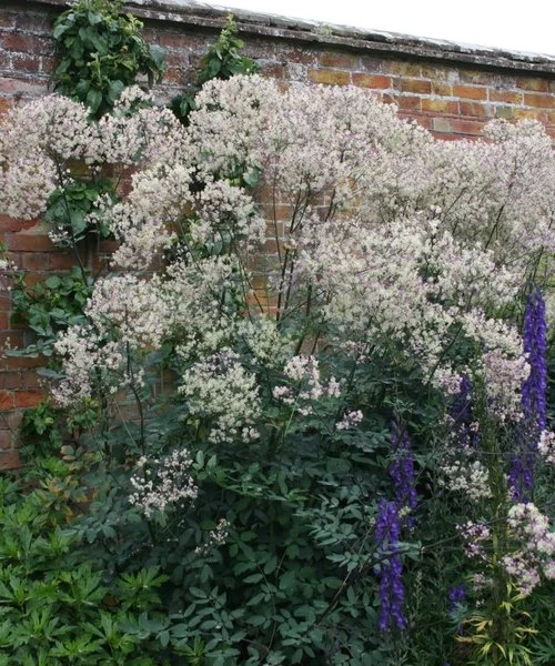 Vingiris „Elin” (Thalictrum „Elin”)